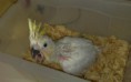 /album/cacatua/filhote-de-cacatua-jpg/